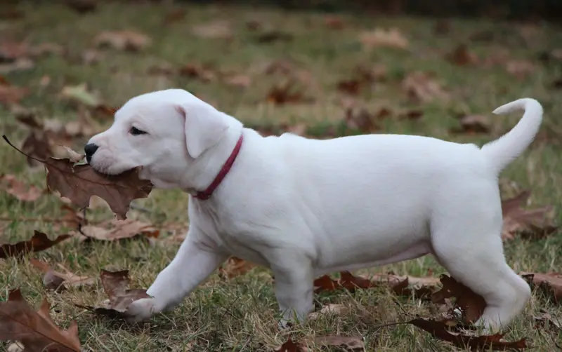 Portée de Dogue argentin, élevage De la Notte di Cane