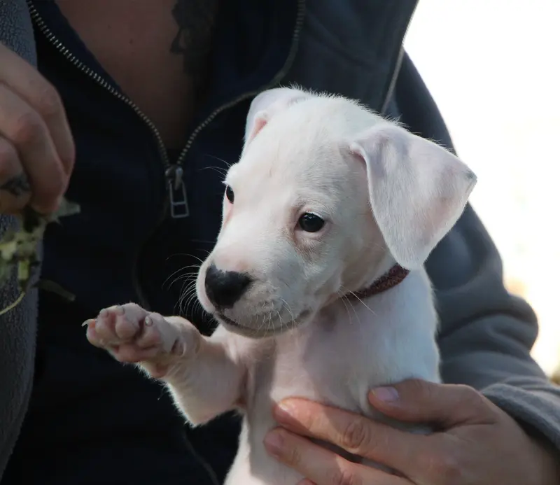 Portée de Dogue argentin, élevage De la Notte di Cane