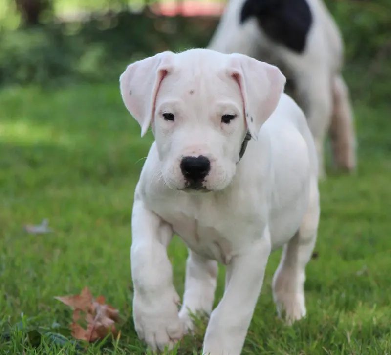BANDIT : Collier Gris, Dogue argentin, élevage De la Notte di Cane