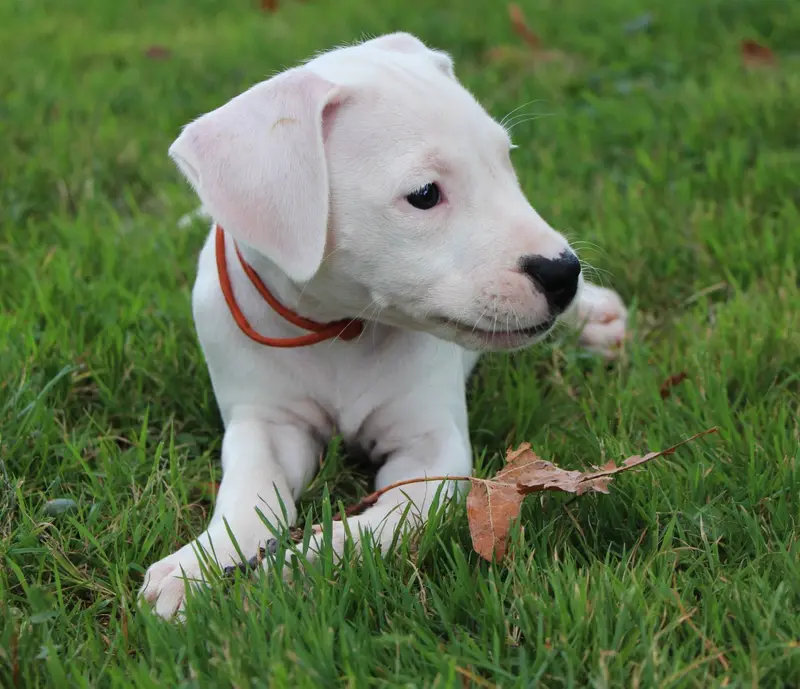 Portée de Dogue argentin, élevage De la Notte di Cane
