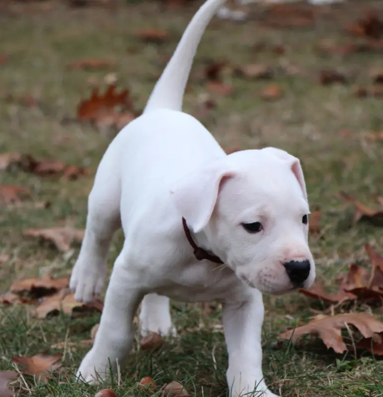 Portée de Dogue argentin, élevage De la Notte di Cane