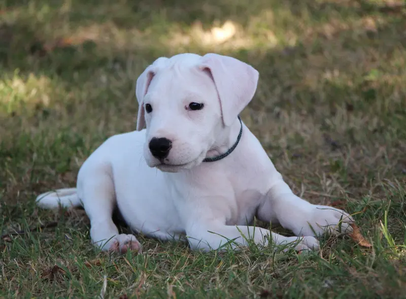 BENGAL : Collier Bleu Rayé, Dogue argentin, élevage De la Notte di Cane