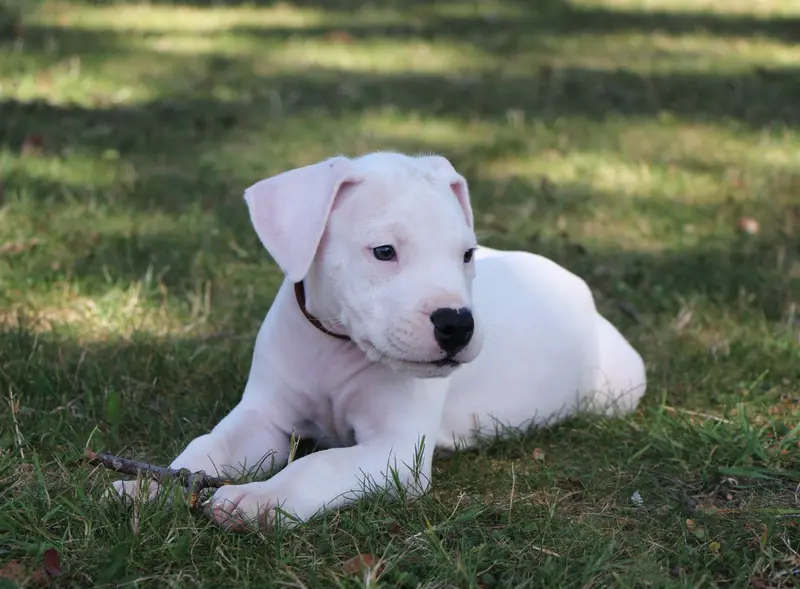 BUENO : Collier Marron, Dogue argentin, élevage De la Notte di Cane