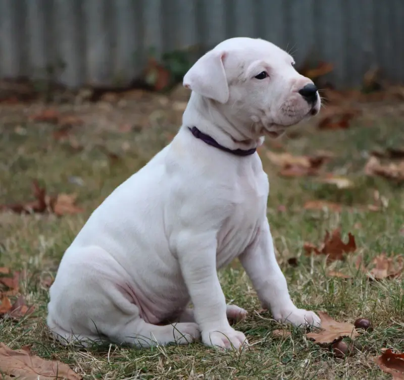 Portée de Dogue argentin, élevage De la Notte di Cane