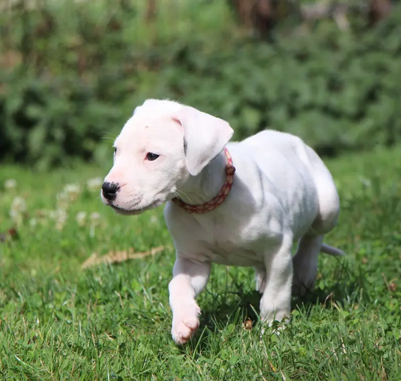 BAHIA : Collier Rose Rayé, Dogue argentin, élevage De la Notte di Cane