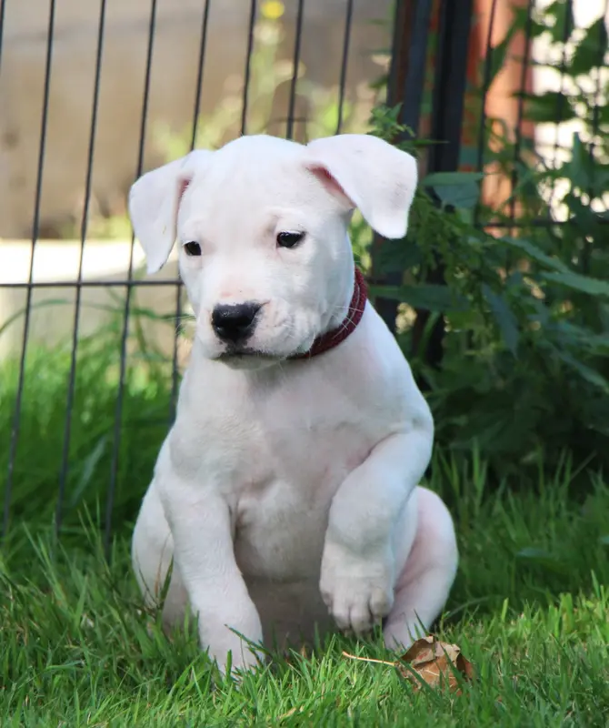 Collier Rouge, Dogue argentin, élevage De la Notte di Cane