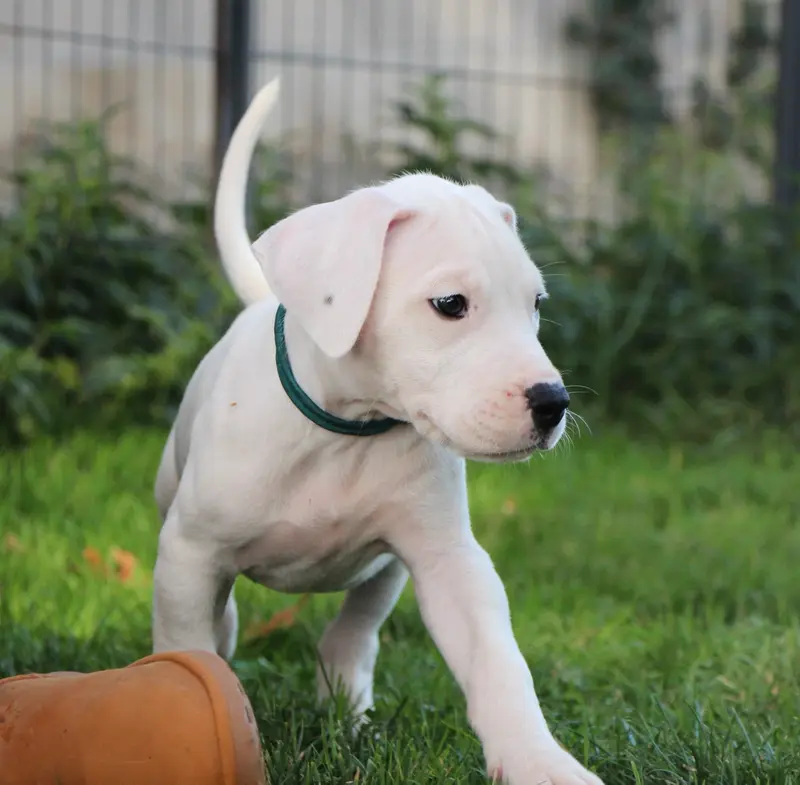 BELENOS : Collier Bleu, Dogue argentin, élevage De la Notte di Cane