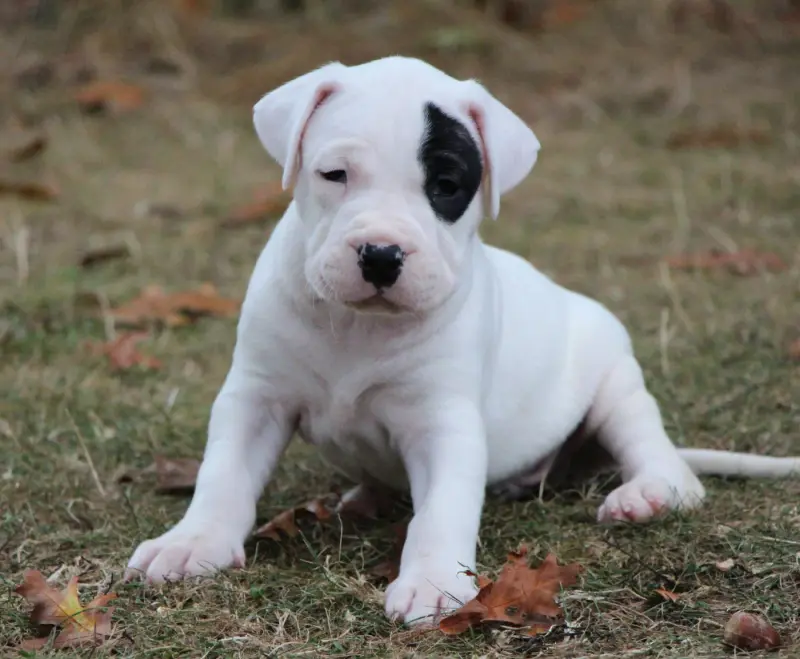 Cocard Mâle, Dogue argentin, élevage De la Notte di Cane