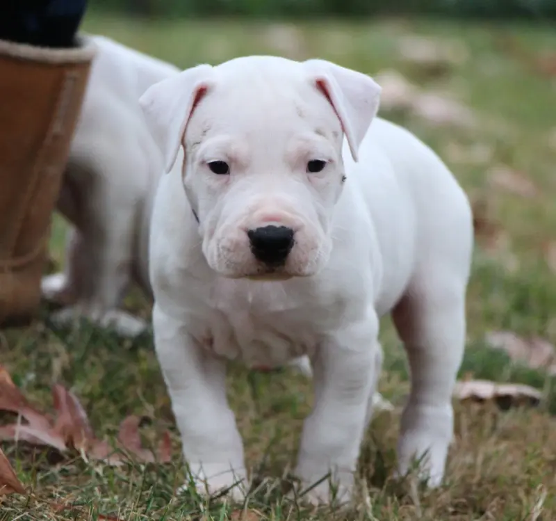 Portée de Dogue argentin, élevage De la Notte di Cane