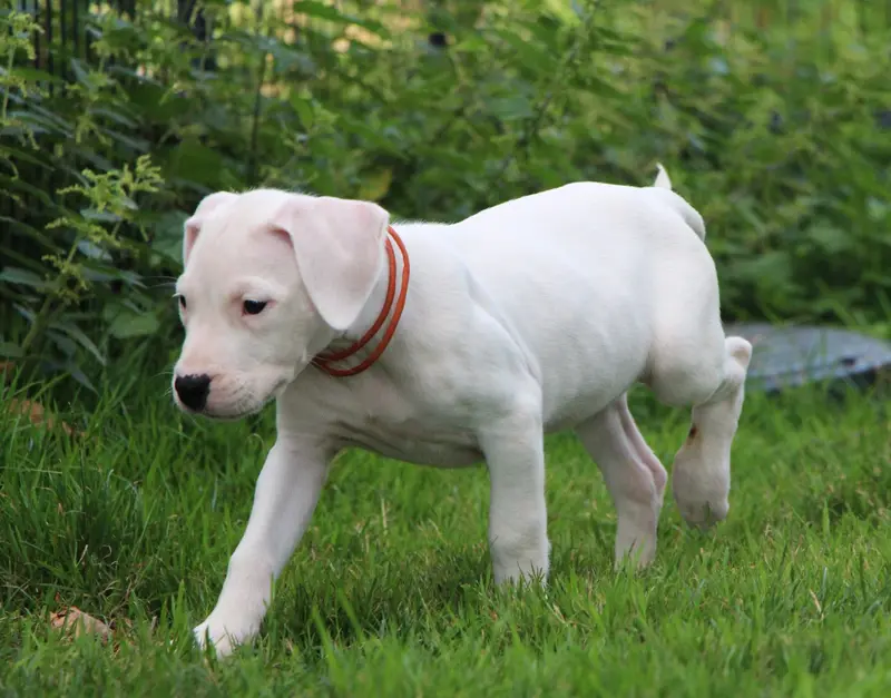 Portée de Dogue argentin, élevage De la Notte di Cane