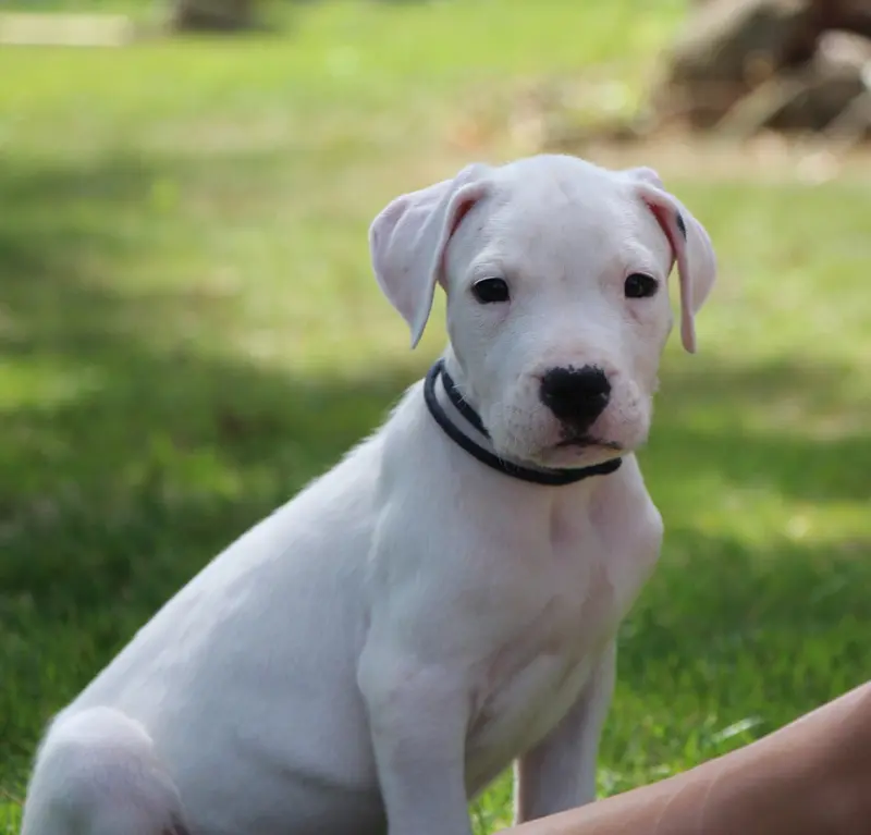 BOSS : Collier Bleu, Dogue argentin, élevage De la Notte di Cane