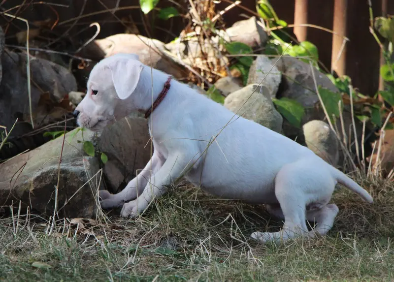Portée de Dogue argentin, élevage De la Notte di Cane