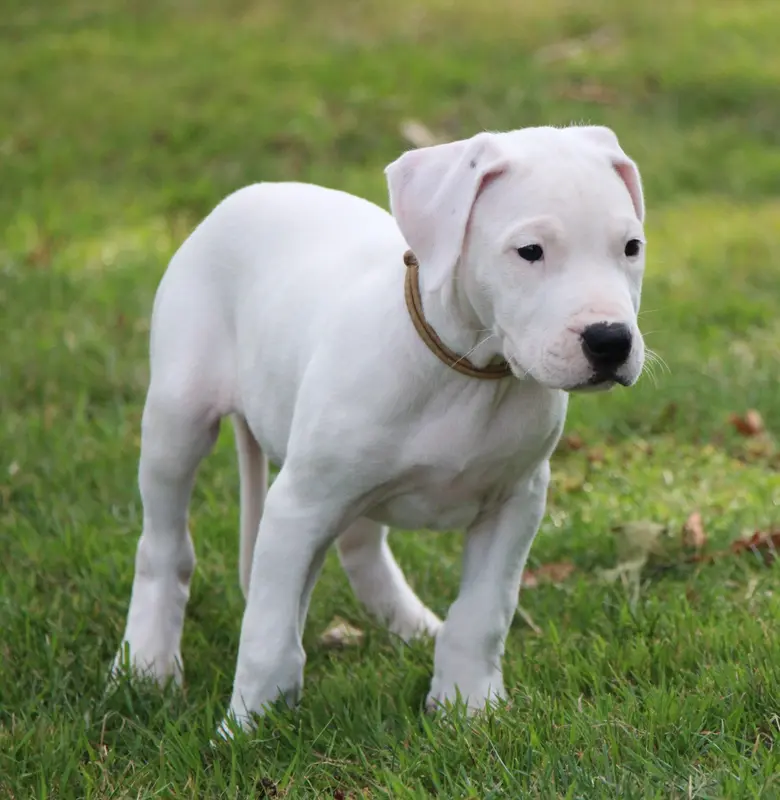 Portée de Dogue argentin, élevage De la Notte di Cane