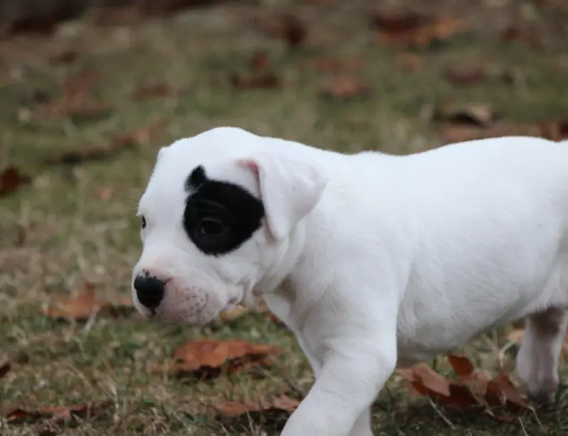 Portée de Dogue argentin, élevage De la Notte di Cane