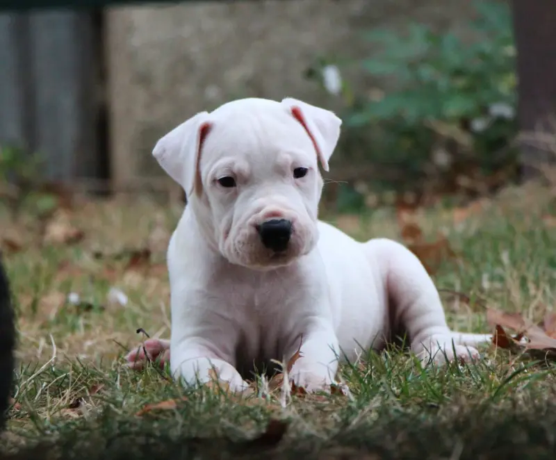 Portée de Dogue argentin, élevage De la Notte di Cane
