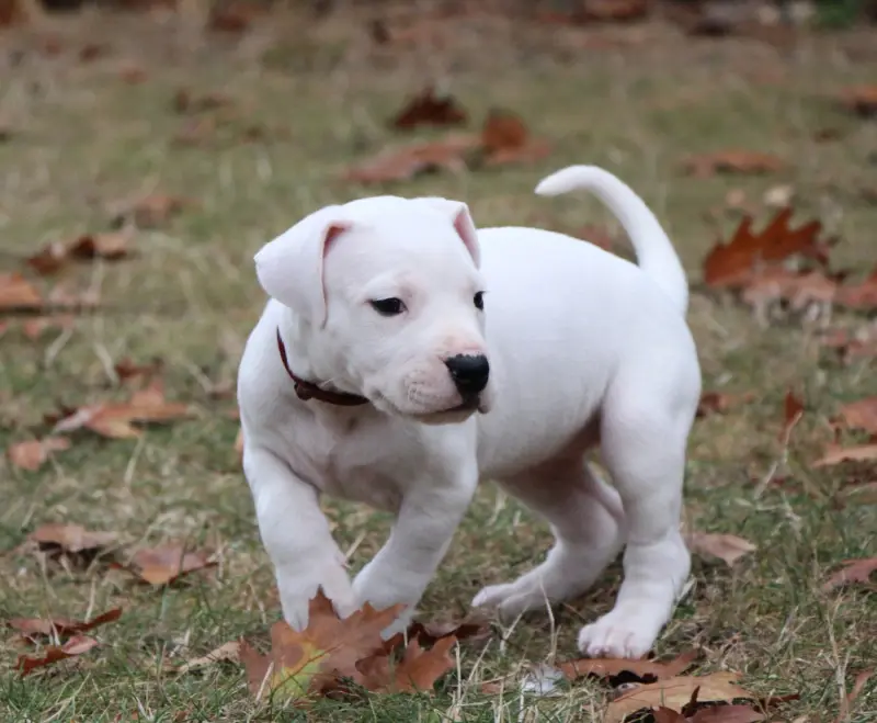 Portée de Dogue argentin, élevage De la Notte di Cane