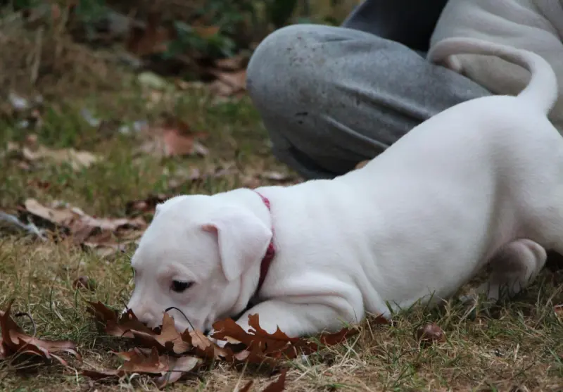 Portée de Dogue argentin, élevage De la Notte di Cane