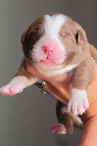 Chiot, Berger australien, élevage De l'Amour d'Harmonie