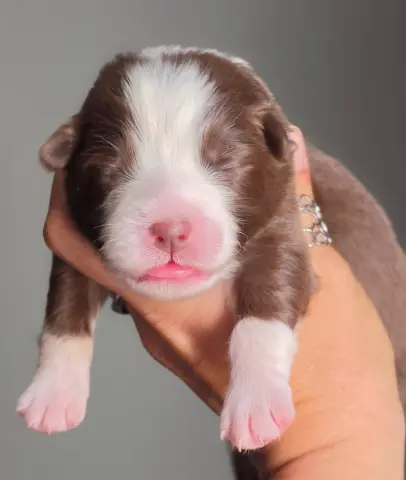 Chiot, Berger australien, élevage De l'Amour d'Harmonie