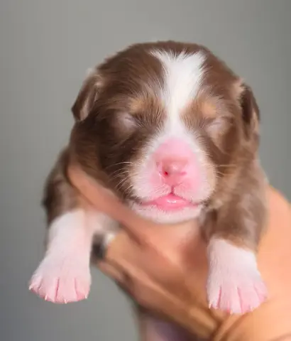 Chiot, Berger australien, élevage De l'Amour d'Harmonie
