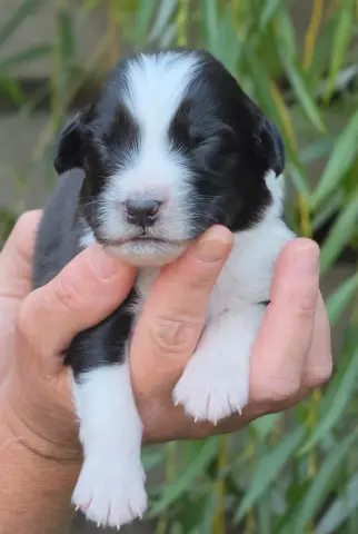 Bébé n2, Berger australien, élevage De l'Amour d'Harmonie