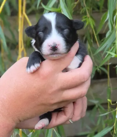 Bébé n6, Berger australien, élevage De l'Amour d'Harmonie