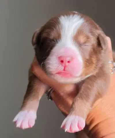 Chiot, Berger australien, élevage De l'Amour d'Harmonie