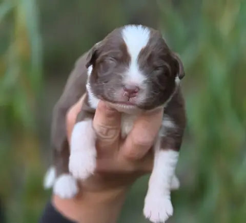 Bébé n1, Berger australien, élevage De l'Amour d'Harmonie