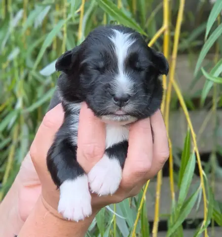 Bébé n3, Berger australien, élevage De l'Amour d'Harmonie