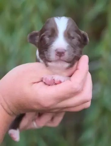 Portée de Berger australien, élevage De l'Amour d'Harmonie