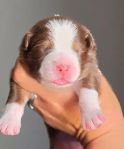 Chiot, Berger australien, élevage De l'Amour d'Harmonie