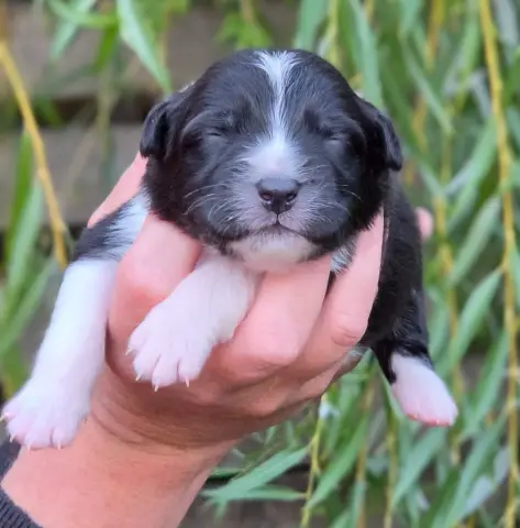 Bébé n4, Berger australien, élevage De l'Amour d'Harmonie