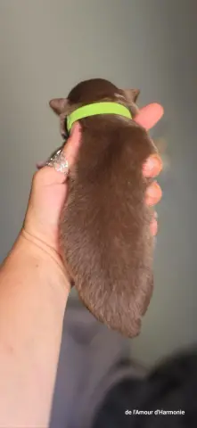 Portée de Berger australien, élevage De l'Amour d'Harmonie