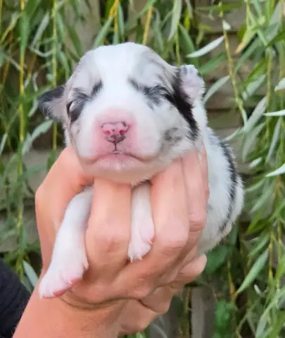 Bébé n5, Berger australien, élevage De l'Amour d'Harmonie