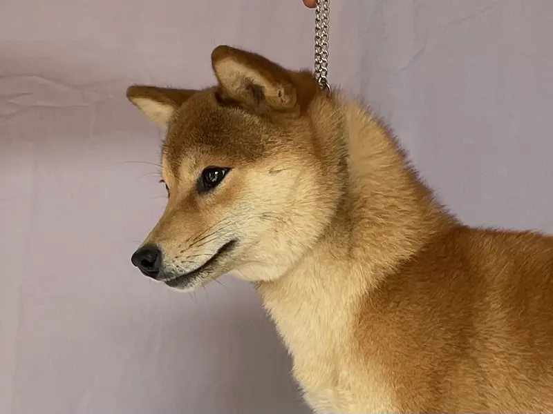 Mère de la portée de Shiba inu, élevage De la Nouvelle Aube