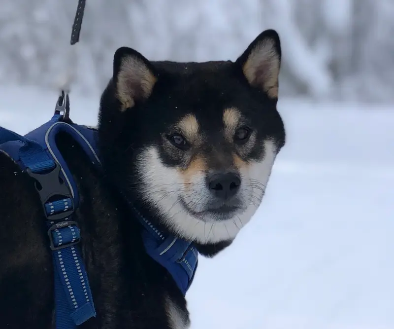 Portée de Shiba inu, élevage De la Nouvelle Aube
