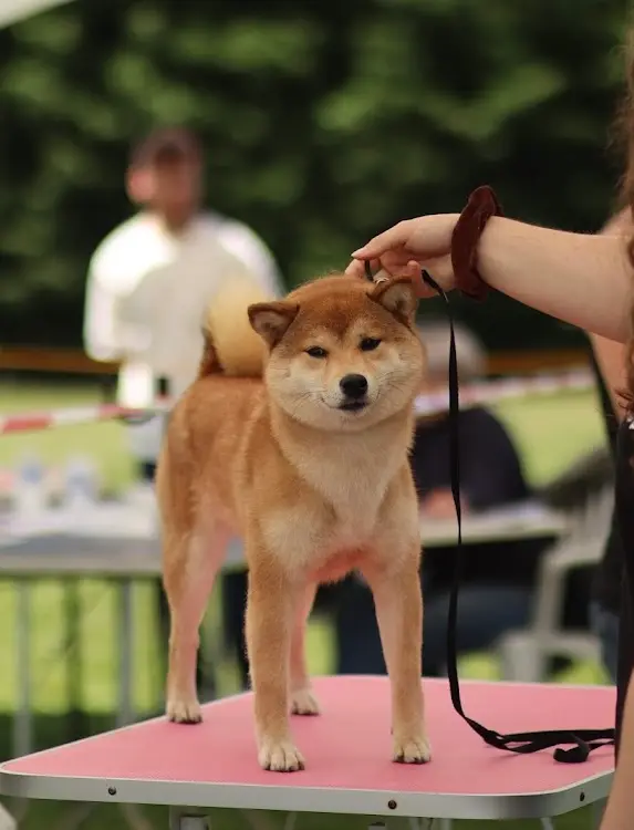 Portée de Shiba inu, élevage De la Nouvelle Aube