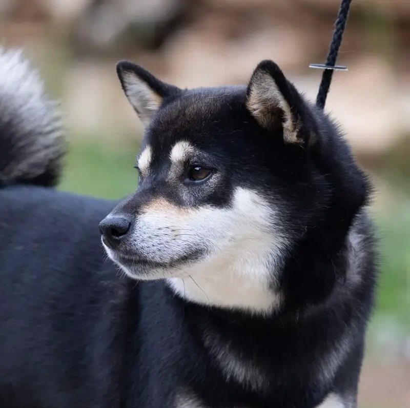 Portée de Shiba inu, élevage De la Nouvelle Aube