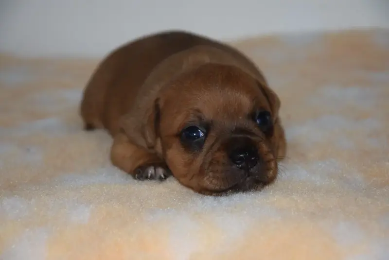 Chiot, Staffordshire bull terrier, élevage Du Royaume d'Alyah