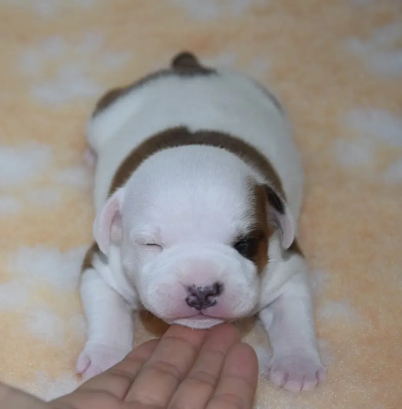 Portée de Staffordshire bull terrier, élevage Du Royaume d'Alyah