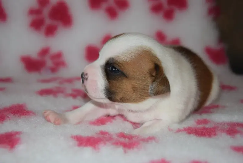 Portée de Staffordshire bull terrier, élevage Du Royaume d'Alyah
