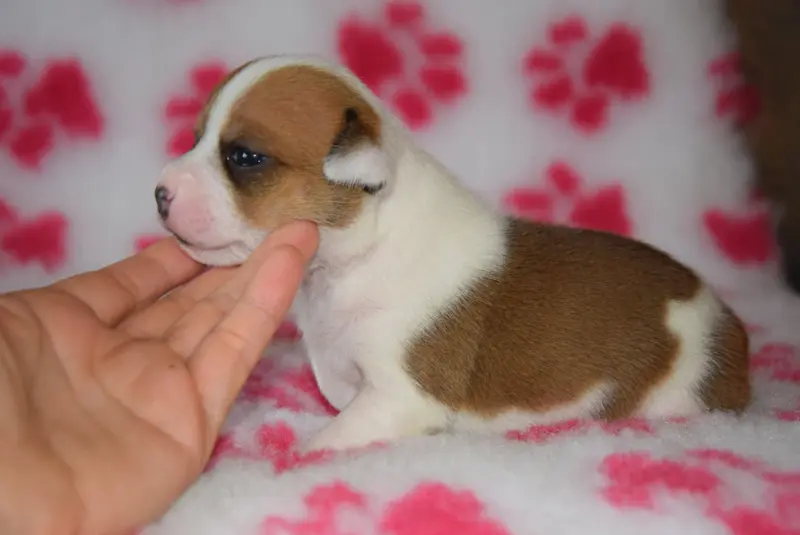 Portée de Staffordshire bull terrier, élevage Du Royaume d'Alyah