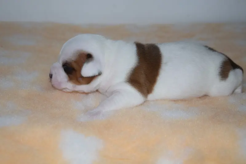 Portée de Staffordshire bull terrier, élevage Du Royaume d'Alyah