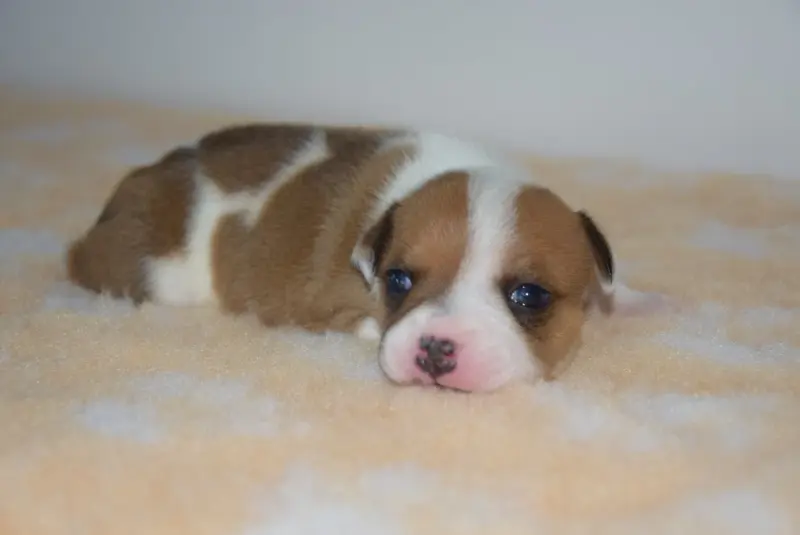 Portée de Staffordshire bull terrier, élevage Du Royaume d'Alyah