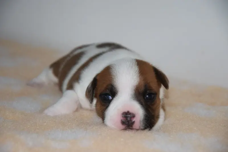 Bambou, Staffordshire bull terrier, élevage Du Royaume d'Alyah