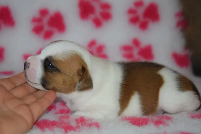 Portée de Staffordshire bull terrier, élevage Du Royaume d'Alyah
