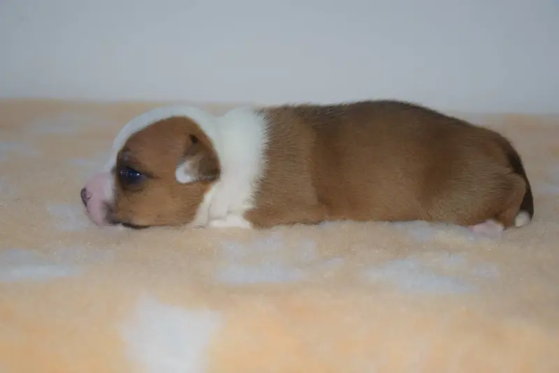 Beauty, Staffordshire bull terrier, élevage Du Royaume d'Alyah