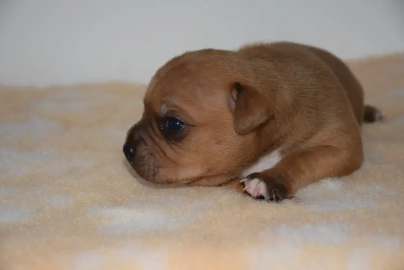 Portée de Staffordshire bull terrier, élevage Du Royaume d'Alyah