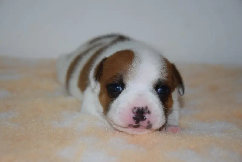 Chiot, Staffordshire bull terrier, élevage Du Royaume d'Alyah
