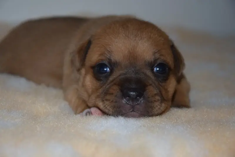 Chiot, Staffordshire bull terrier, élevage Du Royaume d'Alyah